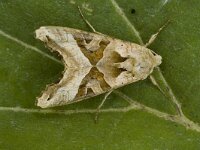 Phlogophora meticulosa 2, Agaatvlinder, Saxifraga-Marijke Verhagen