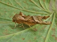 Phlogophora meticulosa 20, Agaatvlinder, Saxifraga-Ab H Baas