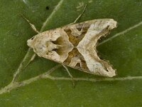 Phlogophora meticulosa 3, Agaatvlinder, Saxifraga-Marijke Verhagen