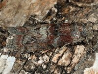 Phycita roborella 3, Eikenlichtmot, Saxifraga-Ab H Baas