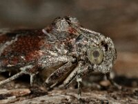 Phycita roborella 4, Eikenlichtmot, Saxifraga-Ab H Baas