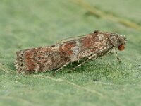 Phycita roborella 6, Eikenlichtmot, Saxifraga-Ab H Baas