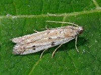 Phycitodes binaevella