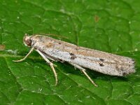 Phycitodes binaevella 2, Saxifraga-Ab H Baas