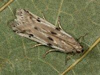 Phycitodes binaevella 4, Saxifraga-Ab H Baas
