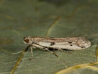 Phycitodes binaevella 5, Saxifraga-Ab H Baas
