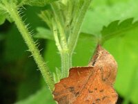 Phyllodesma tremulifolium