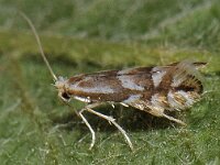 Phyllonorycter maestingella 1, Beukenvouwmot, Saxifraga-Ab H Baas