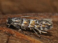 Phyllonorycter stettinensis 2, Elzenblaasmijnmot, Saxifraga-Ab H Baas