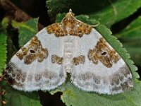Plemyria rubiginata