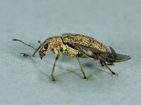 Polydrusus cervinus