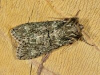 Polyploca ridens 12, Saxifraga-Ab H Baas