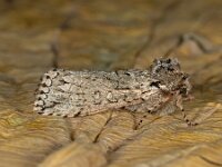 Polyploca ridens 7, Saxifraga-Ab H Baas