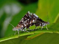 Prochoreutis myllerana