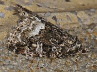 Protodeltote pygarga 4, Donkere marmeruil, Saxifraga-Ab H Baas