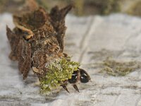 Proutia betulina 2, Sierlijke zakdrager, larva, Saxifraga-Ab H Baas