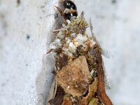 Proutia betulina 8, Sierlijke zakdrager, Saxifraga-Ab H Baas