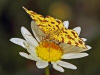 229_14, Pseudopanthera macu : Pseudopanthera maculari, Speckled Yellow, Boterbloempje