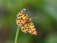 Pseudopanthera macularia 4, Boterbloempje, Saxifraga-Bart Vastenhouw