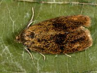 Ptycholoma lecheana 10, Koraalbladroller, Saxifraga-Ab H Baas