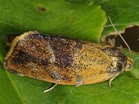 Ptycholoma lecheana 2, Koraalbladroller, Saxifraga-Ab H Baas