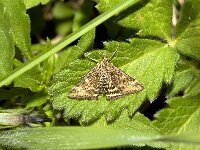 Pyrausta despicata