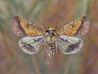 Pyrrhia umbra