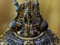 Rhaphigaster nebulosa