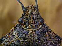 Rhaphigaster nebulosa 2, Saxifraga-Ab H Baas