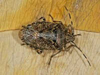 Rhaphigaster nebulosa 4, Saxifraga-Ab H Baas
