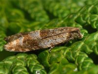 Rhopobota naevana