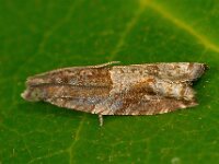 Rhopobota naevana 2, Topspinnertje, Saxifraga-Ab H Baas