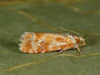 Rhyacionia buoliana