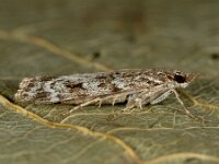 Scoparia ambigualis 4, Grijze granietmot, Saxifraga-Ab H Baas