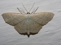 Scopula floslactata 1, Roomkleurige stipspanner, Saxifraga-Rutger Barendse