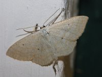 Scopula floslactata 2, Roomkleurige stipspanner, Saxifraga-Rutger Barendse