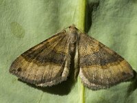 Scotopteryx chenopodiata 2, Bruinbandspanner, Saxifraga-Marijke Verhagen