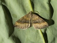 Scotopteryx chenopodiata 1, Bruinbandspanner, Saxifraga-Marijke Verhagen
