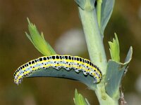 Shargacucullia lychnitis 2, Saxifraga-Peter Gergely