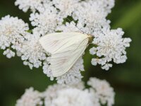 Sitochroa palealis 6, Bruidsmot, Saxifraga-Sytske Dijksen