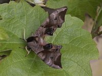 Smerinthus ocellata 10, Pauwoogpijlstaart, Saxifraga-Peter Meininger