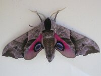 Smerinthus ocellata 11, Pauwoogpijlstaart, Saxifraga-Peter Meininger