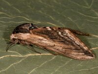 Sphinx ligustri 18, Ligusterpijlstaart, Saxifraga-Ab H Baas