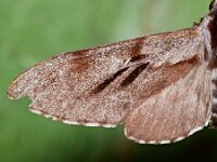 Sphinx pinastri 10, Dennenpijlstaart, Saxifraga-Ab H Baas