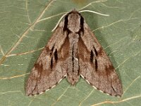 Sphinx pinastri 13, Dennenpijlstaart, Saxifraga-Ab H Baas