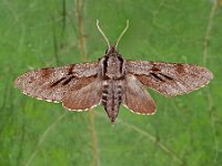 Sphinx pinastri 17, Dennenpijlstaart, Saxifraga-Ab H Baas