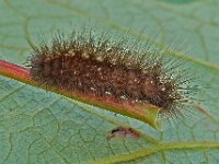 Spilosoma lubricipeda, White Ermine