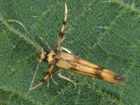 Stathmopoda pedella 3, Pootmot, Saxifraga-Ab H Baas