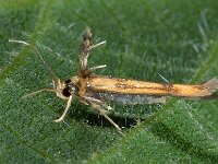Stathmopoda pedella 4, Pootmot, Saxifraga-Ab H Baas