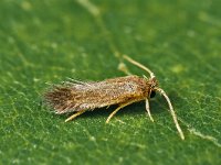 Stigmella roborella 1, Saxifraga-Zoran-Bozovic